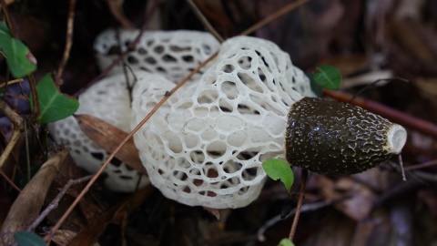 2025年7月12日～大戸緑地 – 手下のブログ